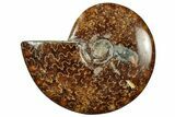 Polished Cretaceous Ammonite (Cleoniceras) Fossil - Madagascar #305960-1